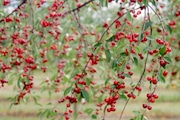 Tart cherries at harvest time on a farm in Northern Michigan on July 28, 2022