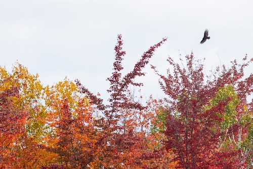 6 breathtaking fall color hikes feature Lake Michigan views, national forest hues