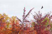 A turkey vulture flies over fall colors in the Manistee National Forest in Mason County, Mich. on Sunday, Oct. 13, 2024.  