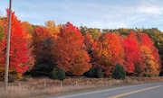 Glen Arbor, MI is really at peak fall color on October 17, 2024 (Photo provided by Colleen McClelland)